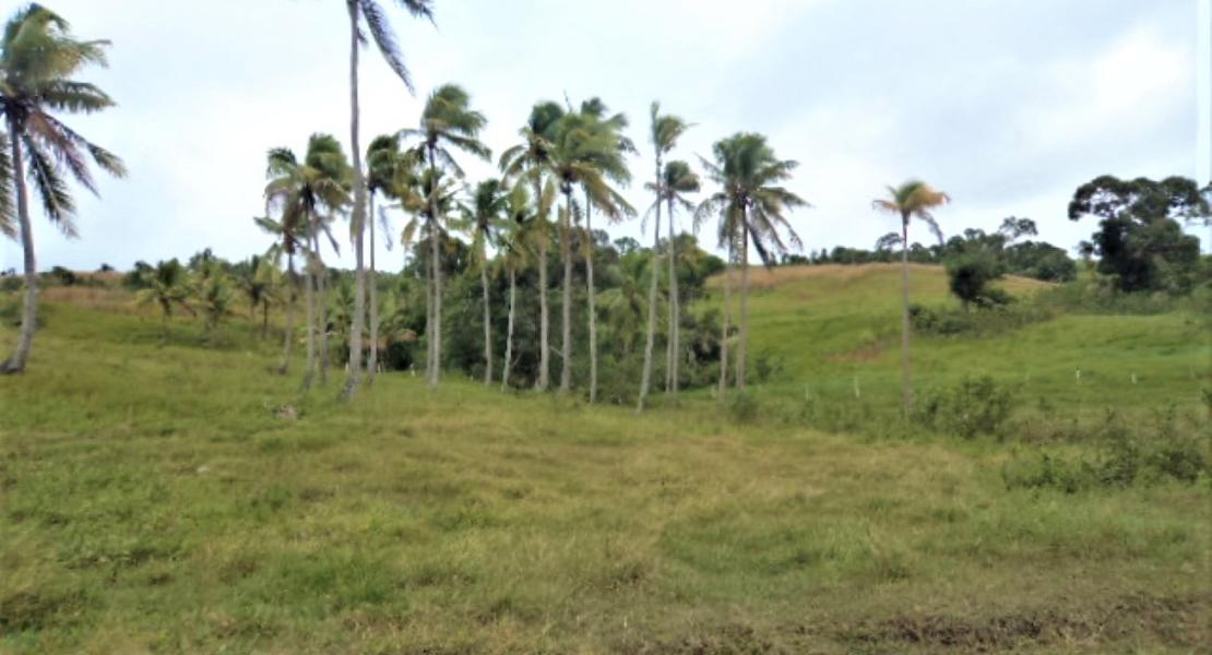 Agricultural freehold land, Fiji SouthPacificRealEstate